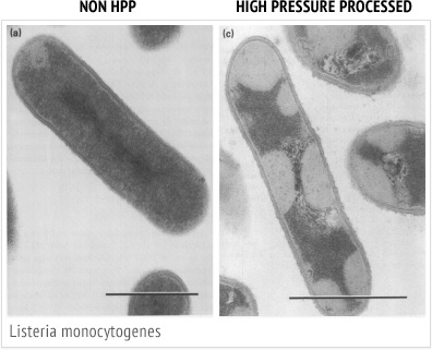 listeria-en.jpg