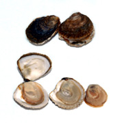 Opened oysters